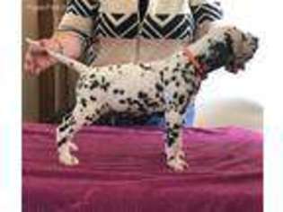 Dalmatian Puppy for sale in Belding, MI, USA