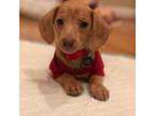 Dachshund Puppy for sale in Powell, OH, USA