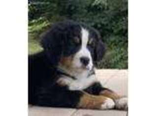 Bernese Mountain Dog Puppy for sale in Fresno, CA, USA