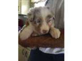 Australian Shepherd Puppy for sale in New Columbia, PA, USA