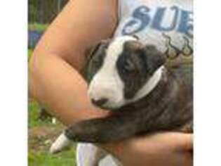 Bull Terrier Puppy for sale in Elyria, OH, USA