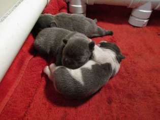 French Bulldog Puppy for sale in Mystic, CT, USA
