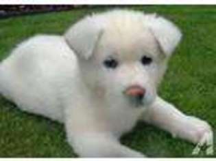 Akita Puppy for sale in ORLANDO, FL, USA