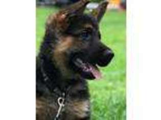 German Shepherd Dog Puppy for sale in Crystal Lake, IL, USA