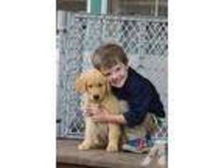 Golden Retriever Puppy for sale in SPRINGFIELD, OR, USA