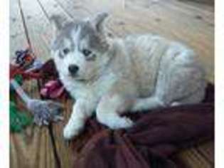 Siberian Husky Puppy for sale in Spring City, TN, USA