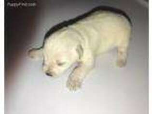Mutt Puppy for sale in Jasper, AL, USA