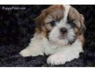 Mutt Puppy for sale in Upland, CA, USA