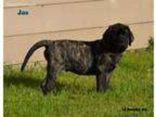 Mastiff Puppy for sale in Reynoldsburg, OH, USA