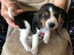 Beagle Puppy for sale in Idaho Falls, ID, USA
