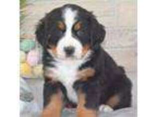 Bernese Mountain Dog Puppy for sale in Moulton, IA, USA