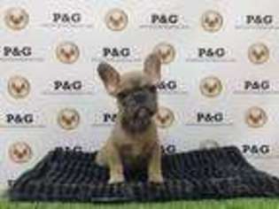 French Bulldog Puppy for sale in Temple City, CA, USA