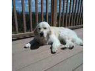 Mutt Puppy for sale in Chelan, WA, USA