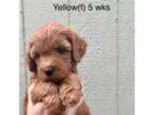 Mutt Puppy for sale in Elbert, CO, USA