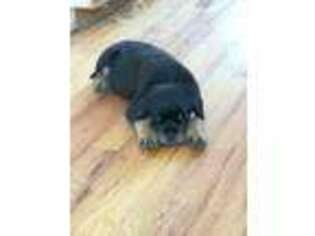 Rottweiler Puppy for sale in Warrenton, MO, USA