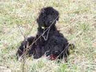 Goldendoodle Puppy for sale in Crossville, TN, USA
