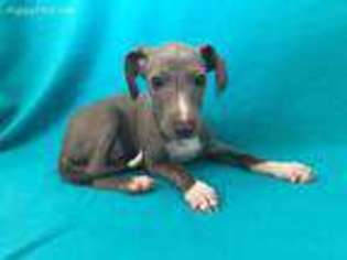 Italian Greyhound Puppy for sale in Anita, IA, USA