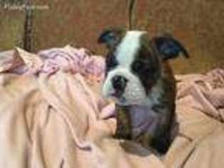 Bulldog Puppy for sale in Salinas, CA, USA