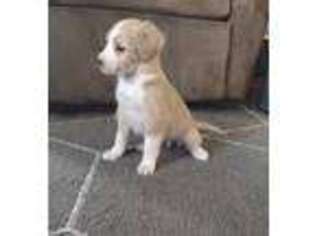 Mutt Puppy for sale in Dorchester, WI, USA