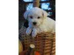 Mutt Puppy for sale in Alamosa, CO, USA