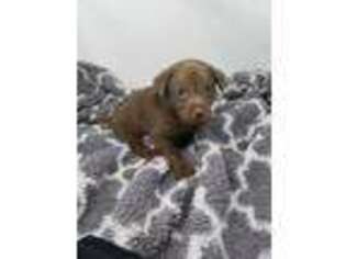 Labrador Retriever Puppy for sale in Central City, PA, USA
