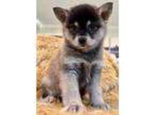 Alaskan Klee Kai Puppy for sale in The Woodlands, TX, USA