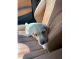 Labrador Retriever Puppy for sale in Plainview, NY, USA