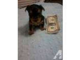 Yorkshire Terrier Puppy for sale in SLIDELL, LA, USA