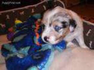 Miniature Australian Shepherd Puppy for sale in Land O Lakes, FL, USA