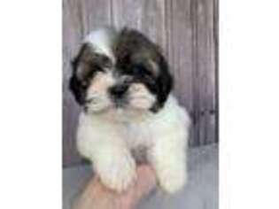 Lhasa Apso Puppy for sale in Erskine, MN, USA