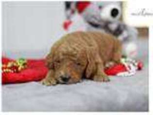 Goldendoodle Puppy for sale in Lexington, KY, USA