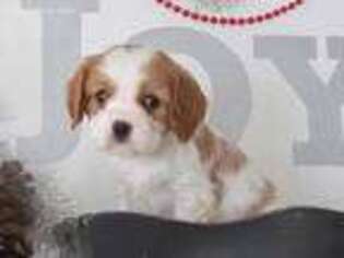 Cavalier King Charles Spaniel Puppy for sale in Westphalia, KS, USA