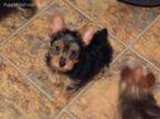 Yorkshire Terrier Puppy for sale in Oak Island, NC, USA