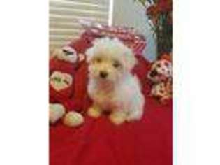 Maltese Puppy for sale in South Lyon, MI, USA