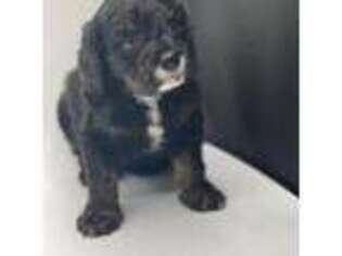 Cavapoo Puppy for sale in Flintstone, GA, USA