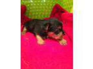 Yorkshire Terrier Puppy for sale in Pink Hill, NC, USA