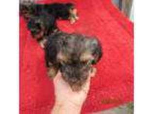 Yorkshire Terrier Puppy for sale in Concordia, KS, USA