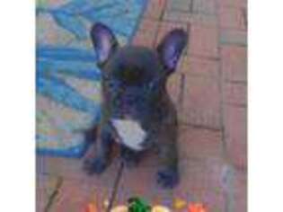 French Bulldog Puppy for sale in Myrtle Beach, SC, USA