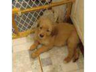 Golden Retriever Puppy for sale in Gainesville, FL, USA