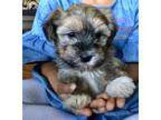 Havanese Puppy for sale in Independence, IA, USA