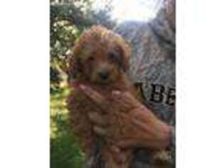 Mutt Puppy for sale in Sandy Hook, CT, USA