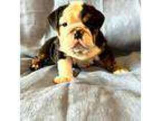 Bulldog Puppy for sale in Conifer, CO, USA