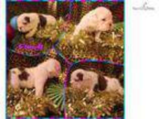 Olde English Bulldogge Puppy for sale in Indianapolis, IN, USA