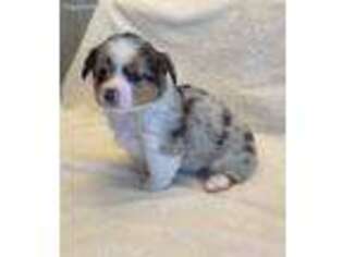Pembroke Welsh Corgi Puppy for sale in Ottosen, IA, USA