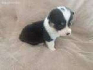 Pembroke Welsh Corgi Puppy for sale in Englewood, KS, USA