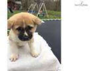 Akita Puppy for sale in Columbia, MO, USA