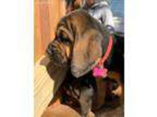 Bloodhound Puppy for sale in Grandview, TX, USA