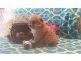 Pomeranian Puppy for sale in Butler, TN, USA