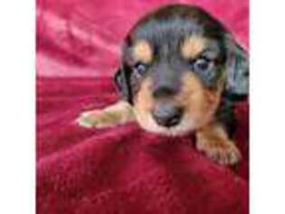 Dachshund Puppy for sale in Torrance, CA, USA