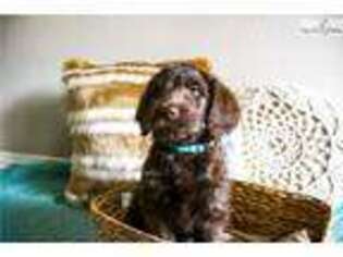 Labradoodle Puppy for sale in Fort Smith, AR, USA